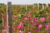 images/rangs-vignes.jpg