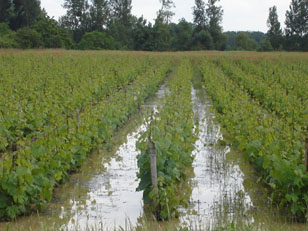 Averse de pluie forte. Forte averse de pluie soudaine, des risques d'orage de grle, des priodes de pluie, de scheresse avec leurs consquences.