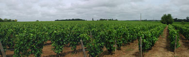 Vignes du Vouvray