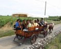 Balade en calche  travers le vignoble de Vouvray.