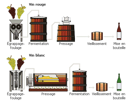 Fabrication du vin