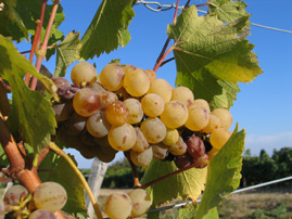 Grappe de chenin blanc.