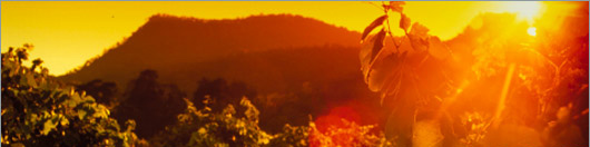 Vignes du Vouvray