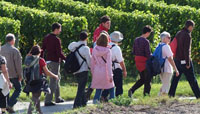 Randonne pdestre dans les vignes.