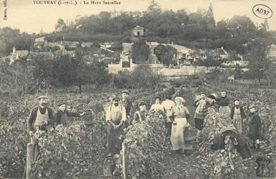 Les vendanges d'autrefois.